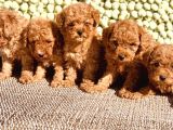 Birbirinden Güzel Toy Poodle
