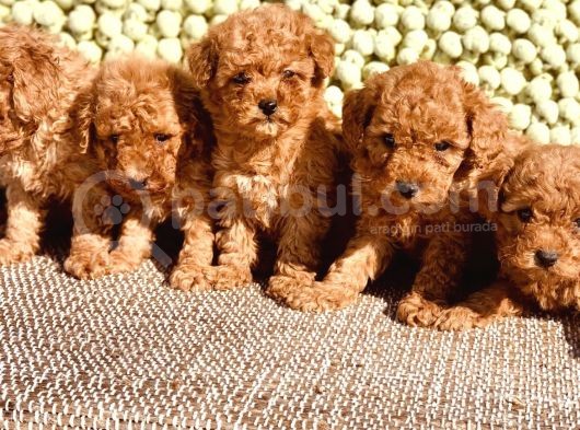 Birbirinden Güzel Toy Poodle