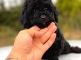 Siyah Mini Toy Bebeklerimiz