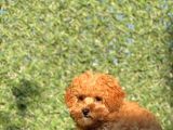 Pofi̇di̇k Toy Poodle Yavrumuz