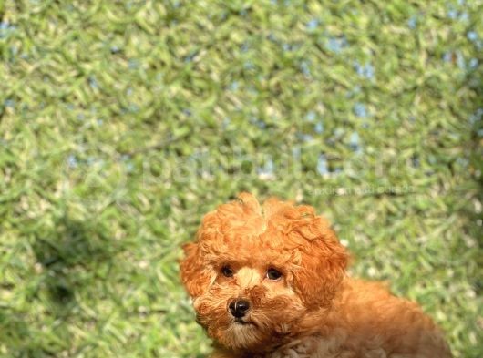 Pofi̇di̇k Toy Poodle Yavrumuz görsel