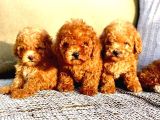 Toy Poodle Yavrular