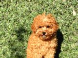 Pofi̇di̇k Toy Poodle Yavrumuz