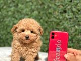 Safkan Toy Poodle Bebekler