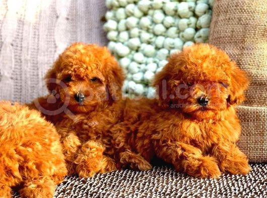 Poodle Toy Yavrularım görsel