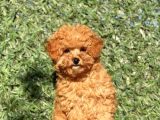 Pofi̇di̇k Toy Poodle Yavrumuz