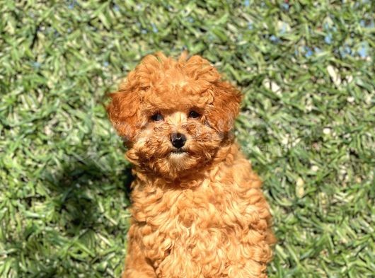 Pofi̇di̇k Toy Poodle Yavrumuz
