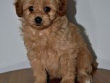 Maltipoo Yavrular
