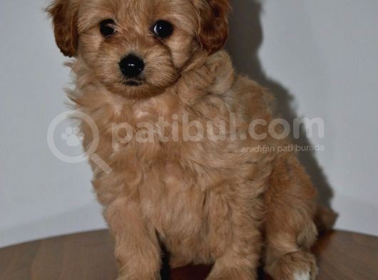 Maltipoo Yavrular