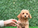 Apricot Toy Poodle Bebekler