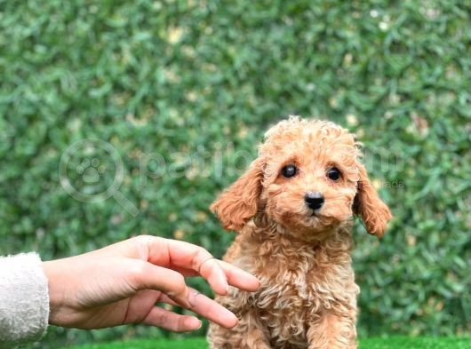 Apricot Toy Poodle Bebekler görsel