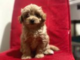 Maltipoo Yavrular