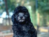 Si̇lver Toy Poodle Bebekler