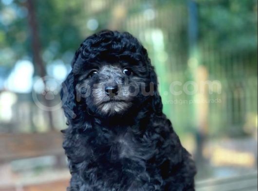 Si̇lver Toy Poodle Bebekler görsel