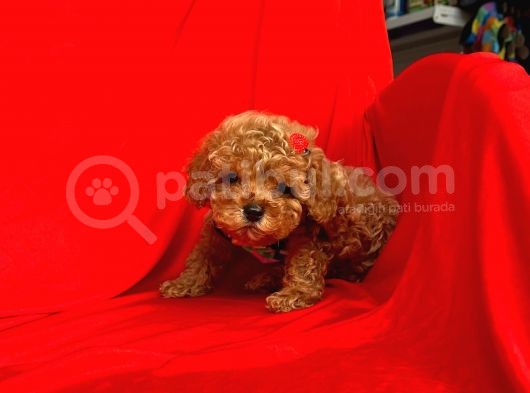 Safkan Toy Poodle Yavrularımız görsel