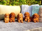 Poodle Toy Yavrularım