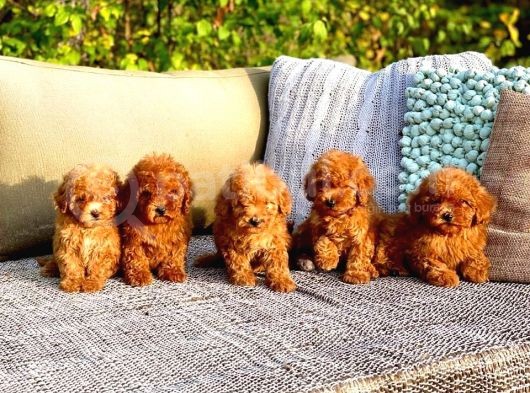 Poodle Toy Yavrularım