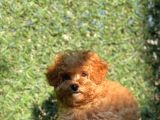 Pofi̇di̇k Toy Poodle Yavrumuz