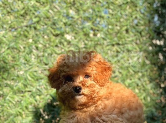 Pofi̇di̇k Toy Poodle Yavrumuz görsel