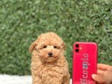 Safkan Toy Poodle Bebekler