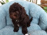 Choklate Poodle Toy Yavrular