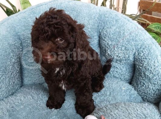Choklate Poodle Toy Yavrular