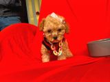 Safkan Toy Poodle Yavrularımız