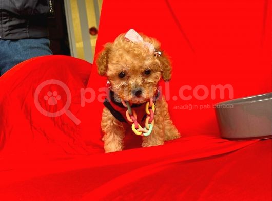 Safkan Toy Poodle Yavrularımız görsel