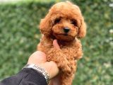 Red Toy Poodle Yavrumuz