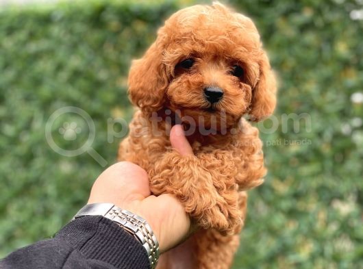 Red Toy Poodle Yavrumuz