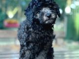 Si̇lver Toy Poodle Bebekler