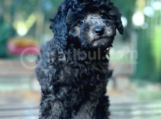Si̇lver Toy Poodle Bebekler görsel