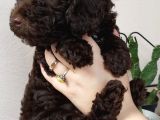 Choklate Poodle Toy Yavrular