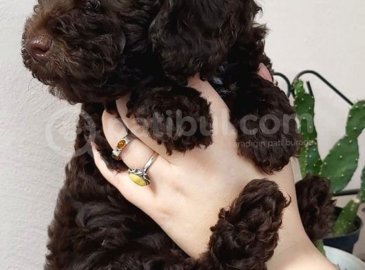 Choklate Poodle Toy Yavrular görsel