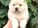Baby Face Chow Chow Bebeğimiz