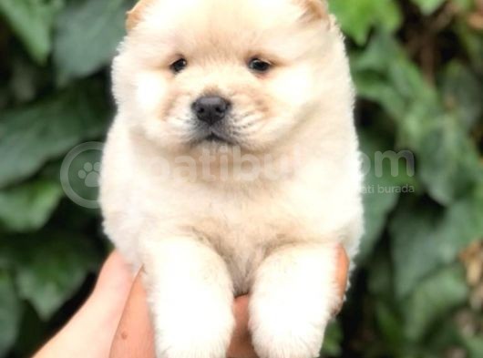 Baby Face Chow Chow Bebeğimiz görsel