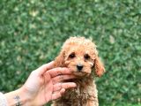 Apricot Toy Poodle Bebekler