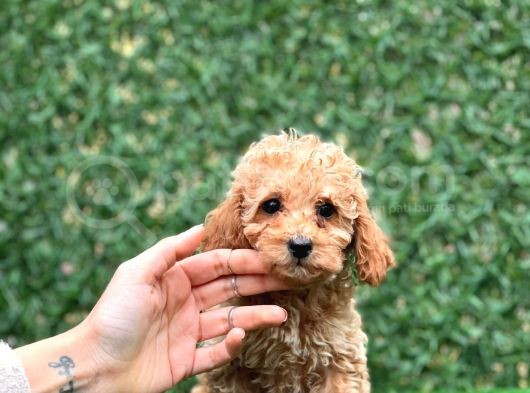 Apricot Toy Poodle Bebekler