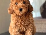Red Toy Poodle Bebekler