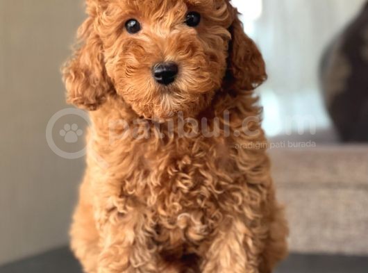 Red Toy Poodle Bebekler görsel
