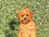 Pofi̇di̇k Toy Poodle Yavrumuz