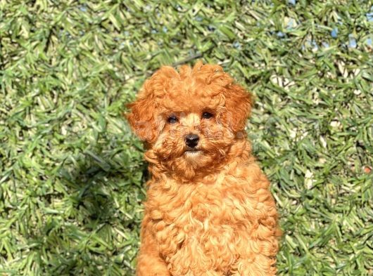 Pofi̇di̇k Toy Poodle Yavrumuz görsel