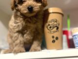 Sahibinden Maltipoo Yavrular