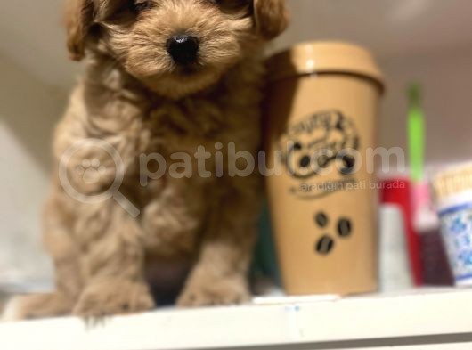 Sahibinden Maltipoo Yavrular görsel