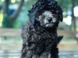 Si̇lver Toy Poodle Bebekler