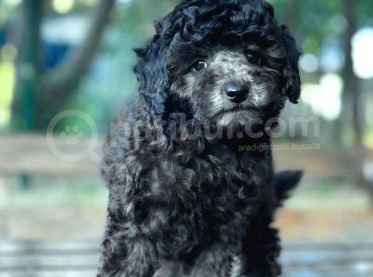 Si̇lver Toy Poodle Bebekler görsel