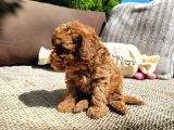 Poodle Toy Yavrularım