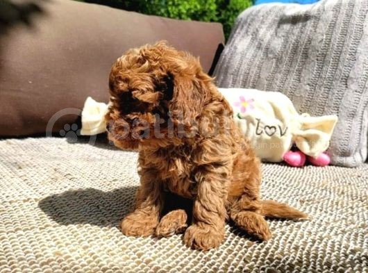Poodle Toy Yavrularım görsel