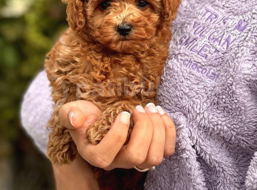 Red Brown Toy Poodle Bebeklerimiz görsel