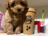 Sahibinden Maltipoo Yavrular